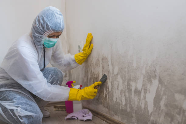 Why You Should Choose Our Mold Remediation Services in Placeholder9